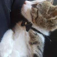 Tekir Kedi, Kedi  Marmelat fotoğrafı