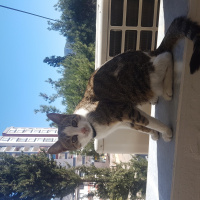 Tekir Kedi, Kedi  Marmelat fotoğrafı