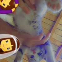 Tekir Kedi, Kedi  Marmelat fotoğrafı
