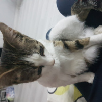 Tekir Kedi, Kedi  Marmelat fotoğrafı