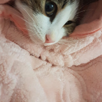 Tekir Kedi, Kedi  Marmelat fotoğrafı