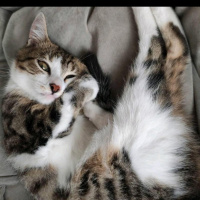 Tekir Kedi, Kedi  Marmelat fotoğrafı