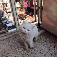 Chinchilla, Kedi  Miyapuf fotoğrafı