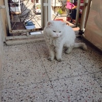 Chinchilla, Kedi  Miyapuf fotoğrafı