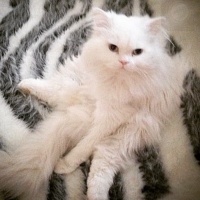 Chinchilla, Kedi  Miyapuf fotoğrafı