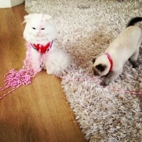 Chinchilla, Kedi  Miyapuf fotoğrafı