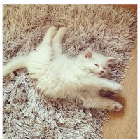Chinchilla, Kedi  Miyapuf fotoğrafı