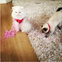 Chinchilla, Kedi  Miyapuf fotoğrafı