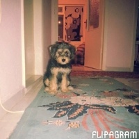 Yorkshire Terrier, Köpek  turşu fotoğrafı
