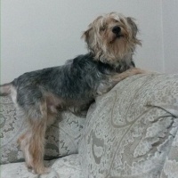 Yorkshire Terrier, Köpek  turşu fotoğrafı