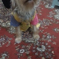 Yorkshire Terrier, Köpek  turşu fotoğrafı