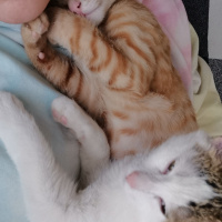 Sarman, Kedi  Badem fotoğrafı