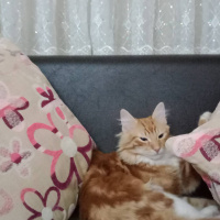 Sarman, Kedi  Paşa fotoğrafı