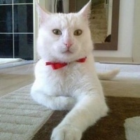 Ankara Kedisi, Kedi  Sütlaç fotoğrafı