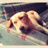 Labrador Retriever, Köpek  Hera fotoğrafı