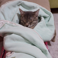 Tekir Kedi, Kedi  Köpük fotoğrafı