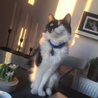 Tekir Kedi, Kedi  Korsan fotoğrafı