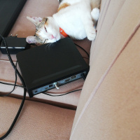 Tekir Kedi, Kedi  Maya fotoğrafı