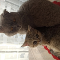 Scottish Fold, Kedi  Katie fotoğrafı