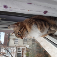 Tekir Kedi, Kedi  Nana fotoğrafı