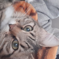 Tekir Kedi, Kedi  Nana fotoğrafı