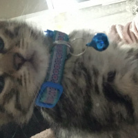 Tekir Kedi, Kedi  Mocha fotoğrafı