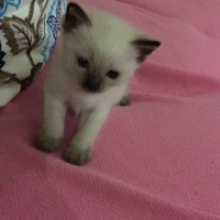 Ragdoll, Kedi  Sansa fotoğrafı