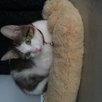 Sarman, Kedi  sokakta bulduk fotoğrafı