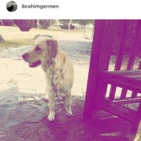 Golden Retriever, Köpek  Paşa fotoğrafı