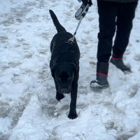Labrador Retriever, Köpek  Labros fotoğrafı