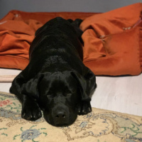 Labrador Retriever, Köpek  Labros fotoğrafı