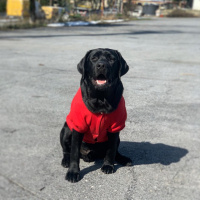 Labrador Retriever, Köpek  Labros fotoğrafı