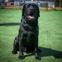 Labrador Retriever, Köpek  Labros fotoğrafı