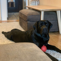 Labrador Retriever, Köpek  Labros fotoğrafı