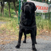 Labrador Retriever, Köpek  Labros fotoğrafı