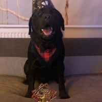 Labrador Retriever, Köpek  Labros fotoğrafı