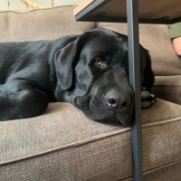 Labrador Retriever, Köpek  Labros fotoğrafı