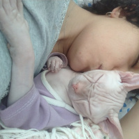 Sphynx, Kedi  Arcible fotoğrafı