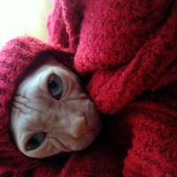 Sphynx, Kedi  Arcible fotoğrafı