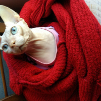 Sphynx, Kedi  Arcible fotoğrafı