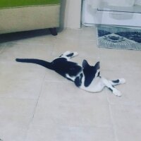 Tuxedo (Smokin) Kedi, Kedi  Mayıs fotoğrafı