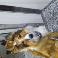 Collie, Köpek  Boldi fotoğrafı