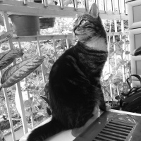 Tekir Kedi, Kedi  Paşa fotoğrafı