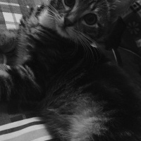 Tekir Kedi, Kedi  Paşa fotoğrafı