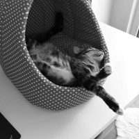 Tekir Kedi, Kedi  Paşa fotoğrafı