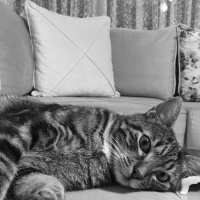 Tekir Kedi, Kedi  Paşa fotoğrafı