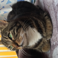 Tekir Kedi, Kedi  Paşa fotoğrafı