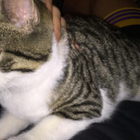 Tekir Kedi, Kedi  Roberto fotoğrafı