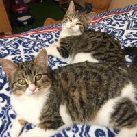 Tekir Kedi, Kedi  Roberto fotoğrafı
