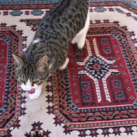Tekir Kedi, Kedi  Roberto fotoğrafı